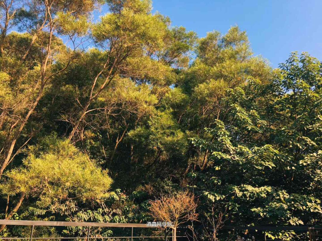 在山里面喝一杯威士忌<img src='https://sdata.whiskyworm.com/xcxpics/emoji_29.png' class='emoji' />