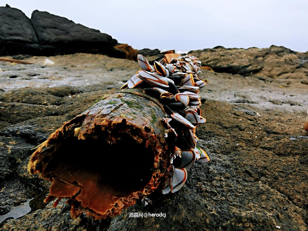 大猿猴子霸蛮豪横奥力给了