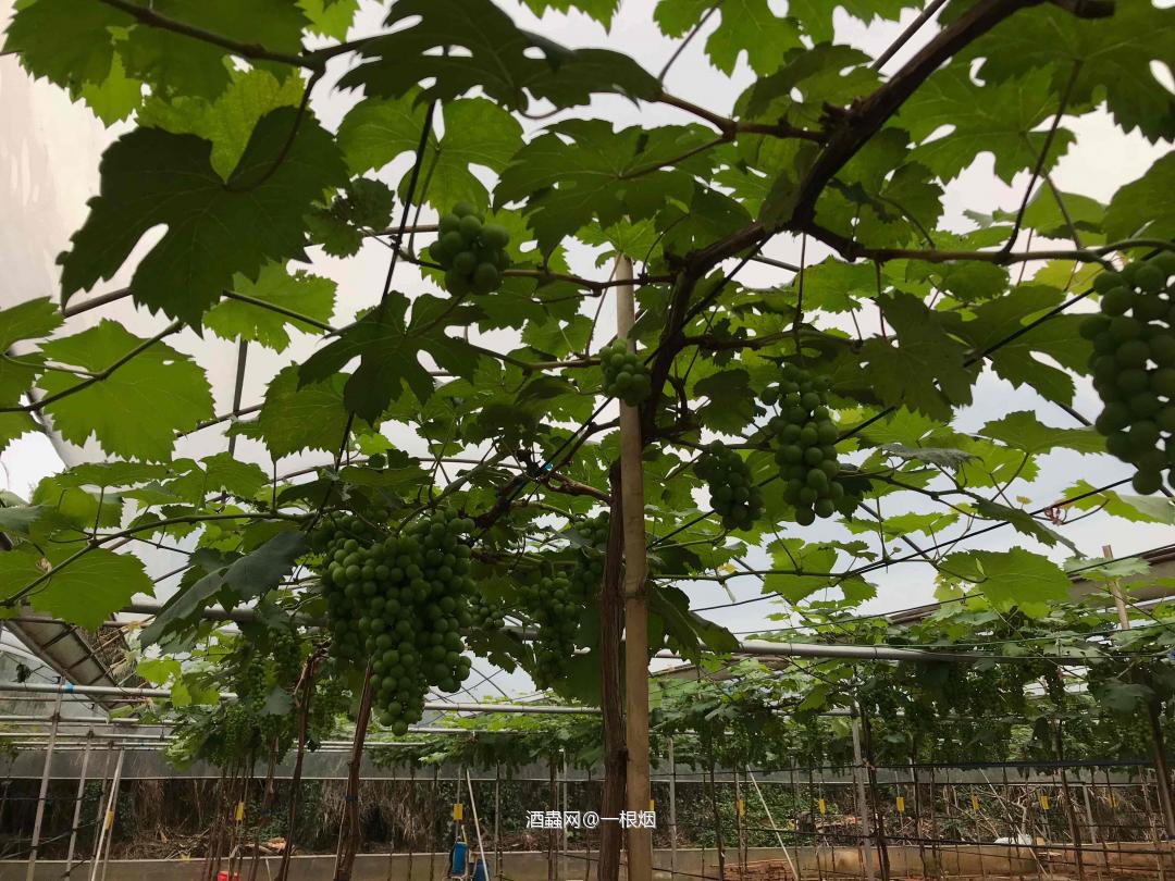 农场葡萄已熟，配哪种威士忌合适？