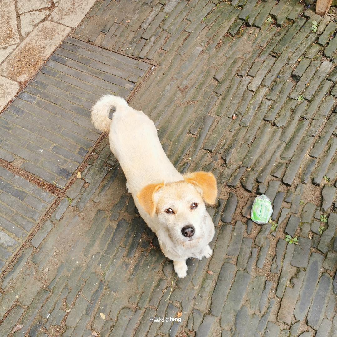 水乡古镇半日游