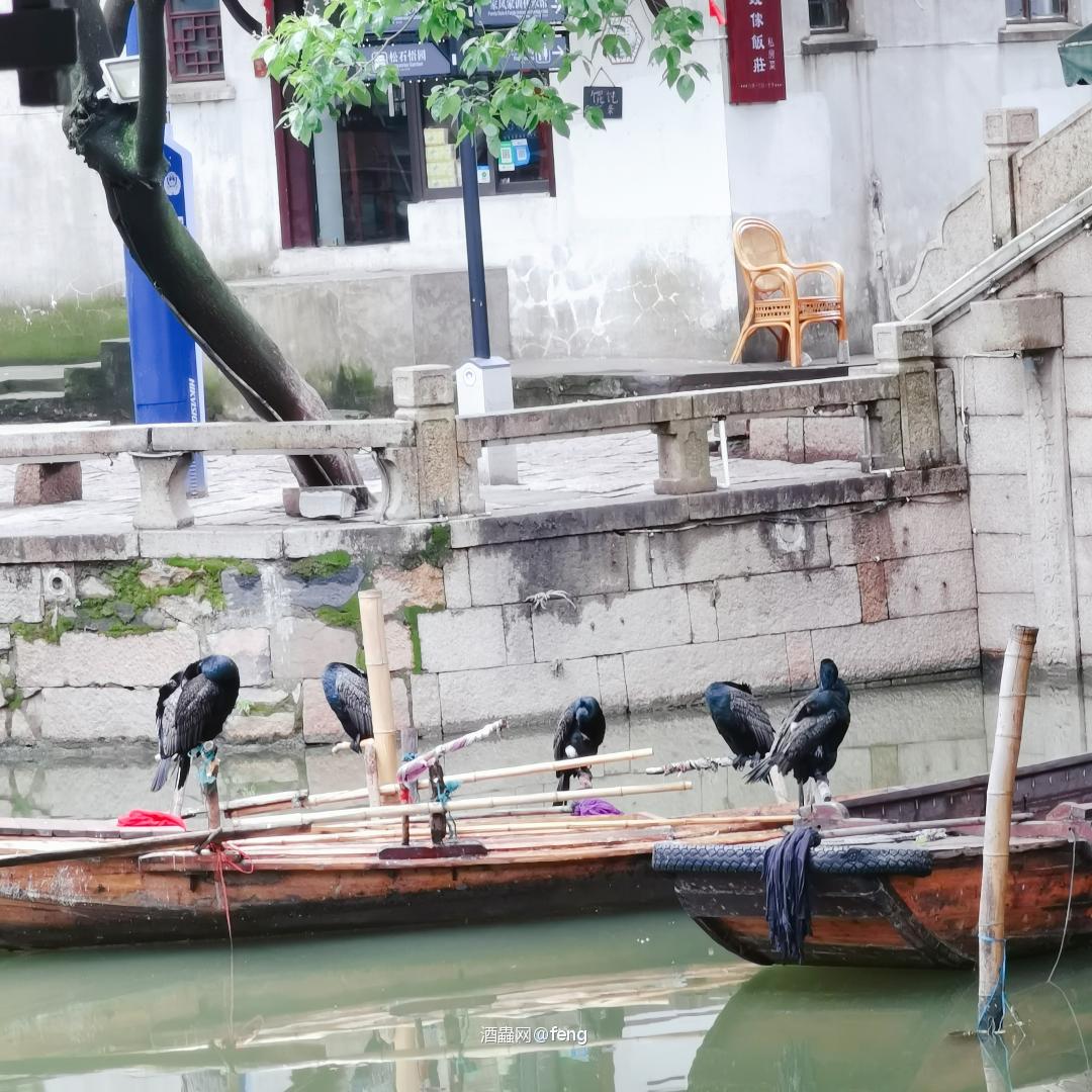 水乡古镇半日游