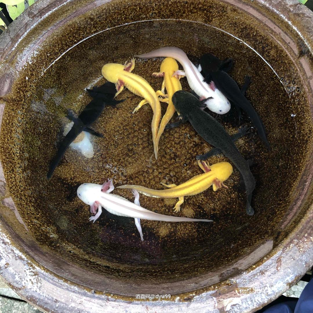 这次拍卖什么情况？