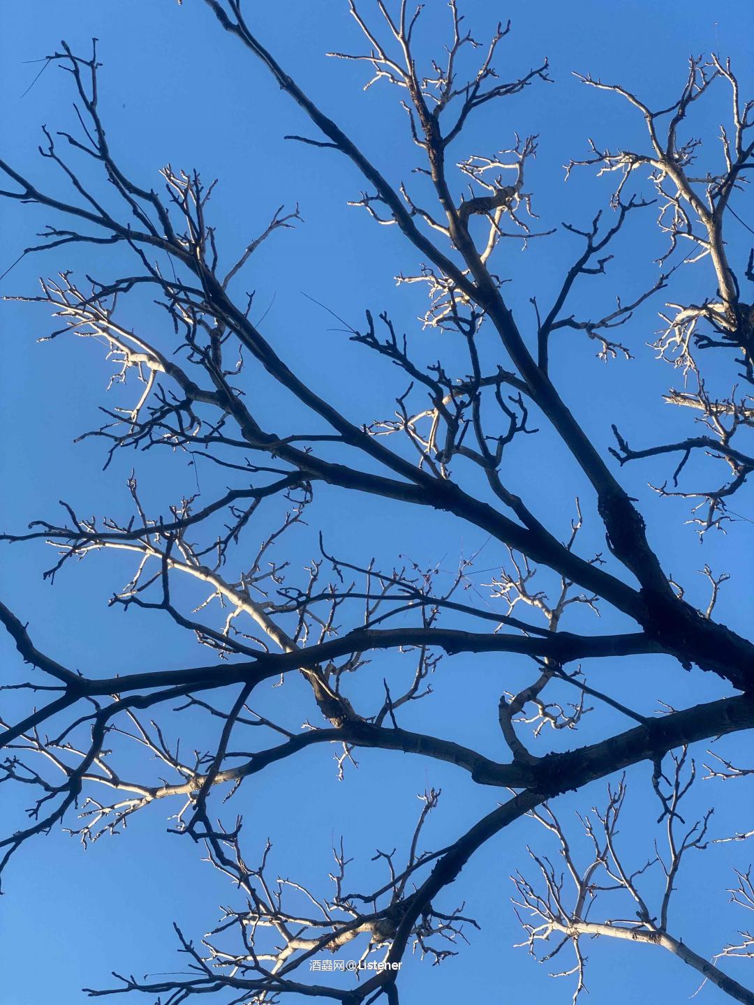 孤独残余的绿意希望 寂静最后的灵魂栖息🥃