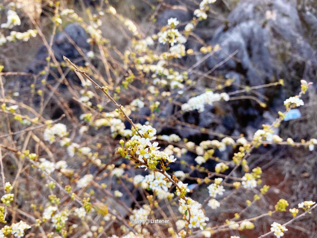 孤独残余的绿意希望 寂静最后的灵魂栖息🥃