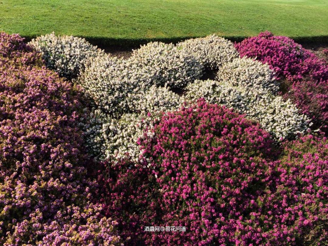 苏格兰的石楠花(Heather)和国内的石楠并不是同一个物种。苏格兰石楠是一种多年生野生灌木,从春季开花一直开到秋季,盛开时漫山遍野开满了五颜六色石楠花,但是并没有国内爱好者说的“ 有精液的味道”<img src='https://sdata.whiskyworm.com/xcxpics/emoji_21.png' class='emoji' /><img src='https://sdata.whiskyworm.com/xcxpics/emoji_21.png' class='emoji' /><img src='https://sdata.whiskyworm.com/xcxpics/emoji_21.png' class='emoji' />