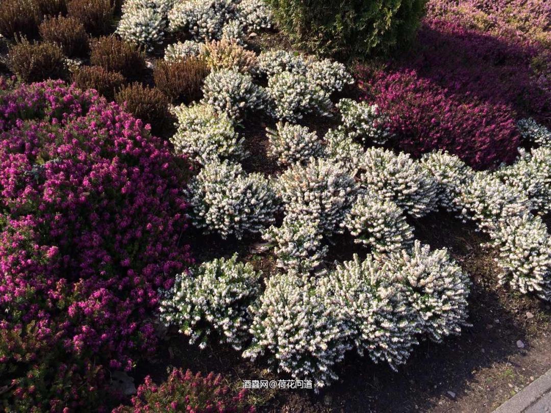 苏格兰的石楠花（Heather）和国内的石楠并不是同一个物种。苏格兰石楠是一种多年生野生灌木，从春季开花一直开到秋季，盛开时漫山遍野开满了五颜六色石楠花，但是并没有国内爱好者说的“ 有精液的味道”<img src='https://sdata.whiskyworm.com/xcxpics/emoji_21.png' class='emoji' /><img src='https://sdata.whiskyworm.com/xcxpics/emoji_21.png' class='emoji' /><img src='https://sdata.whiskyworm.com/xcxpics/emoji_21.png' class='emoji' />