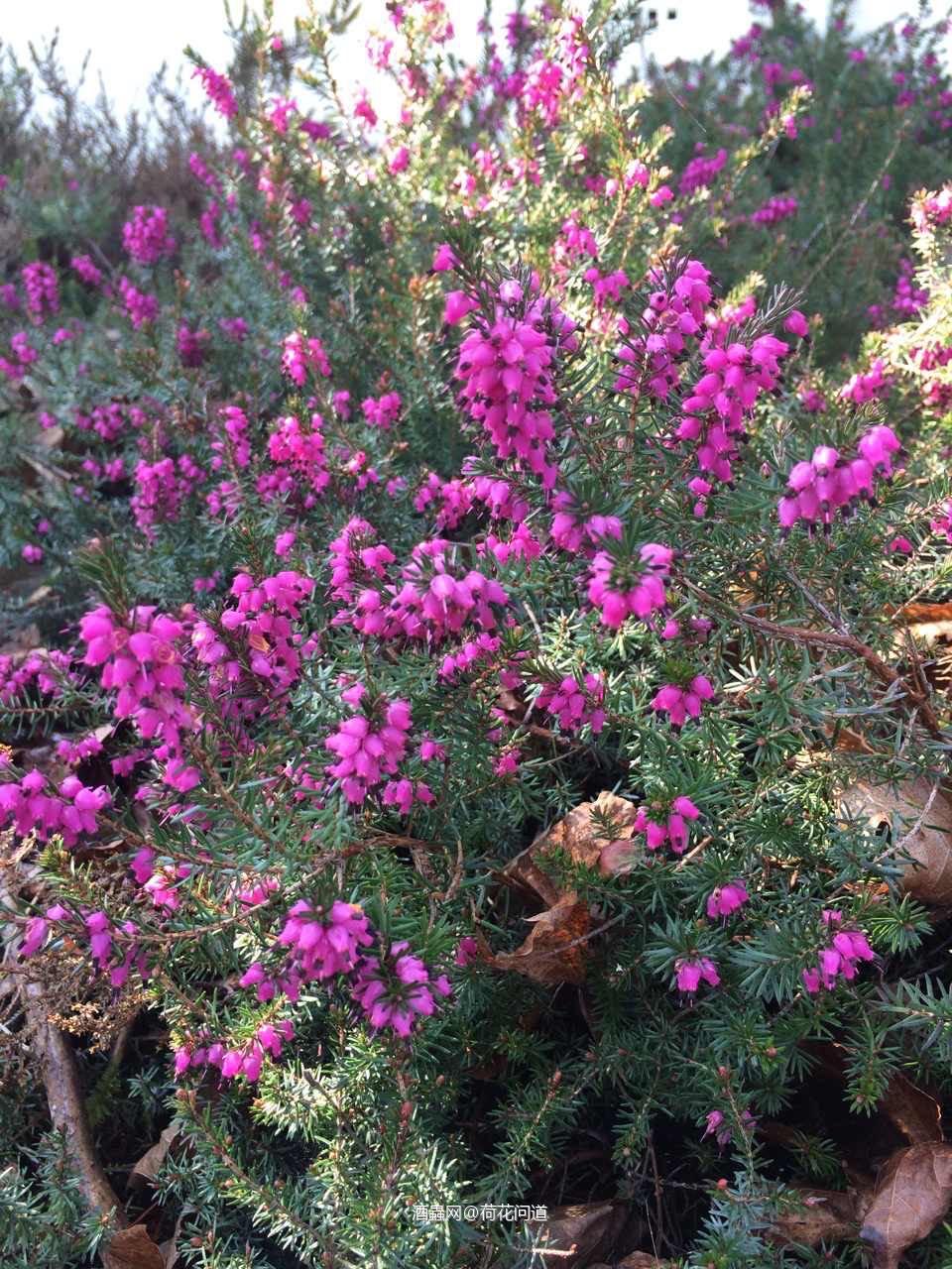 苏格兰的石楠花（Heather）和国内的石楠并不是同一个物种。苏格兰石楠是一种多年生野生灌木，从春季开花一直开到秋季，盛开时漫山遍野开满了五颜六色石楠花，但是并没有国内爱好者说的“ 有精液的味道”<img src='https://sdata.whiskyworm.com/xcxpics/emoji_21.png' class='emoji' /><img src='https://sdata.whiskyworm.com/xcxpics/emoji_21.png' class='emoji' /><img src='https://sdata.whiskyworm.com/xcxpics/emoji_21.png' class='emoji' />