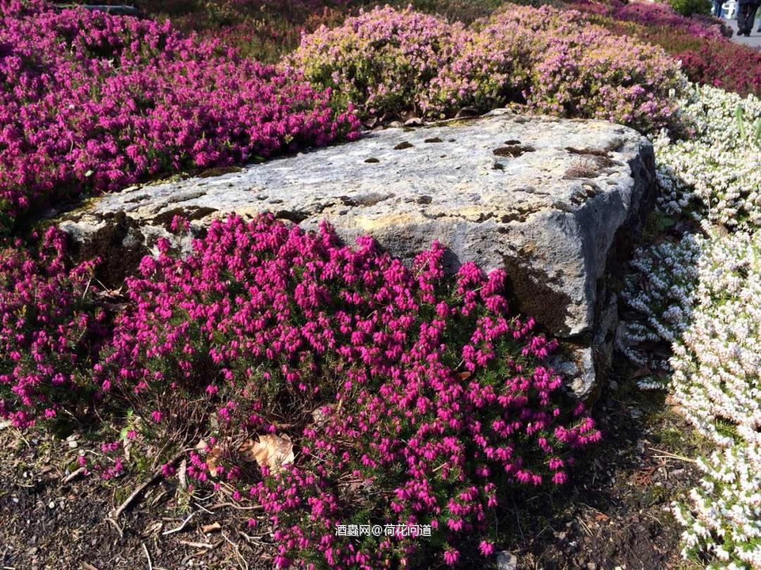 苏格兰的石楠花（Heather）和国内的石楠并不是同一个物种。苏格兰石楠是一种多年生野生灌木，从春季开花一直开到秋季，盛开时漫山遍野开满了五颜六色石楠花，但是并没有国内爱好者说的“ 有精液的味道”<img src='https://sdata.whiskyworm.com/xcxpics/emoji_21.png' class='emoji' /><img src='https://sdata.whiskyworm.com/xcxpics/emoji_21.png' class='emoji' /><img src='https://sdata.whiskyworm.com/xcxpics/emoji_21.png' class='emoji' />