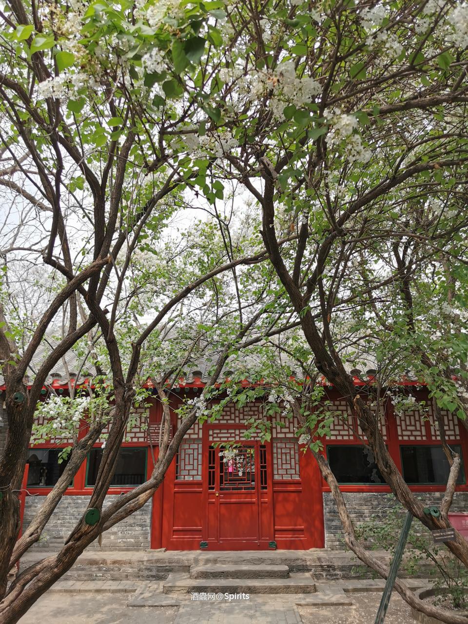 其实只有两棵白丁香