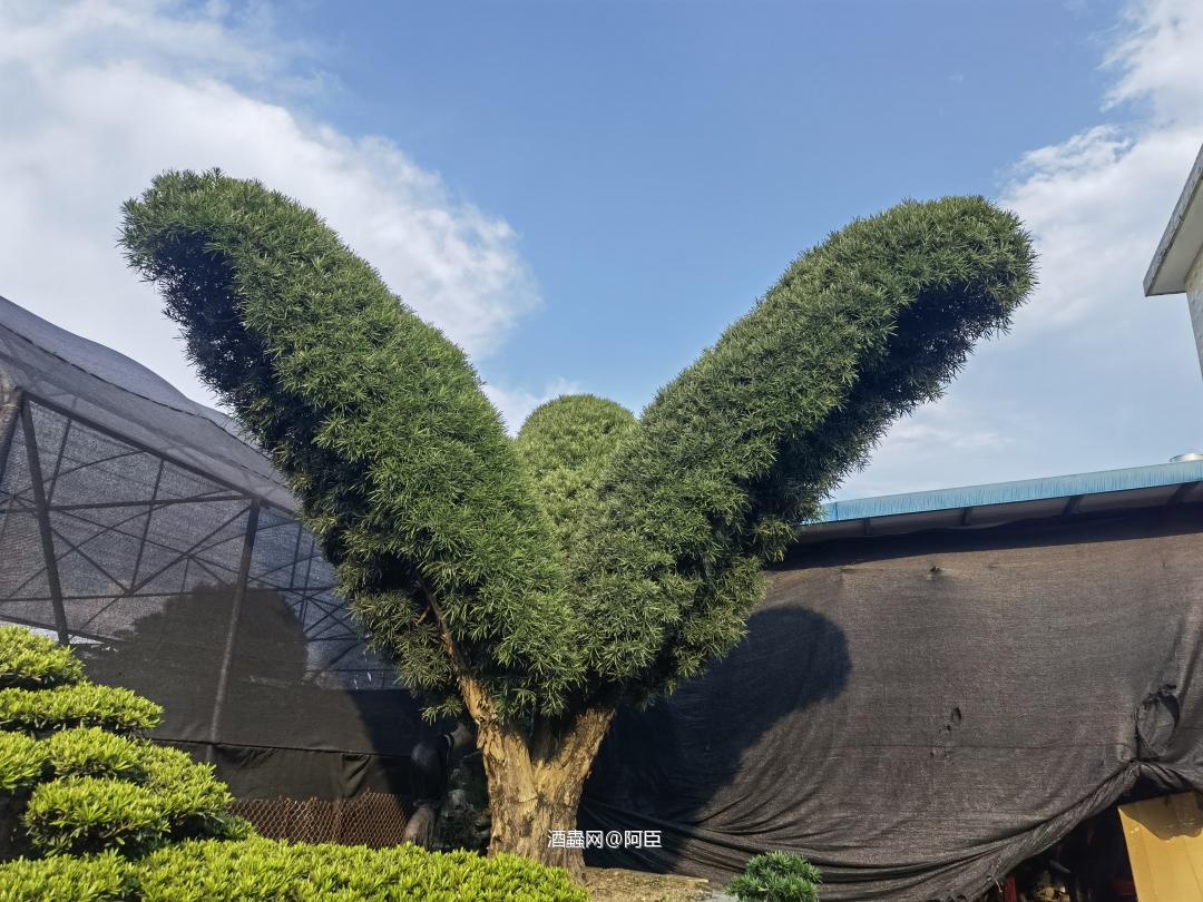 拍拍酒，看罗汉