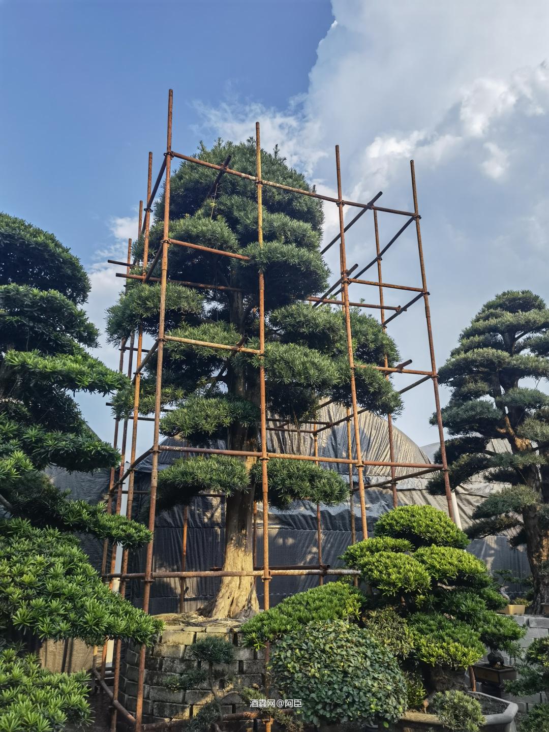 拍拍酒，看罗汉