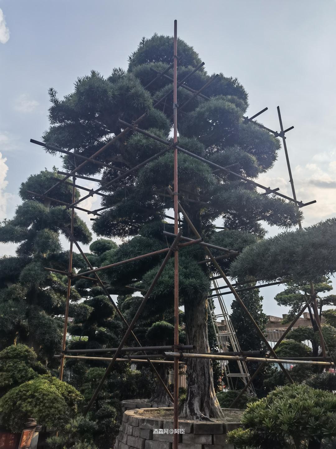 拍拍酒，看罗汉