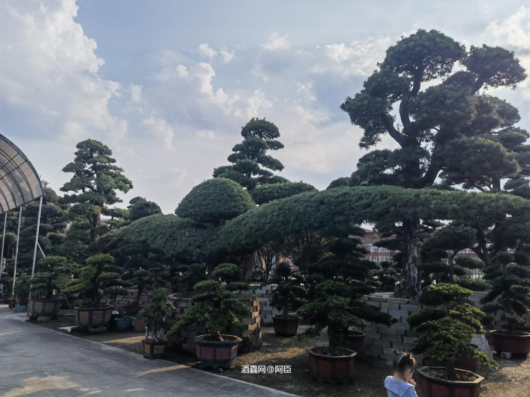 拍拍酒，看罗汉