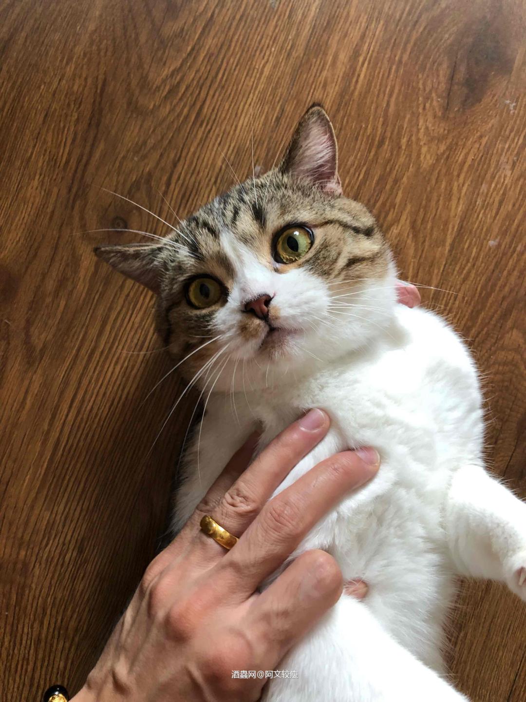 因为喵，喜欢这瓶酒