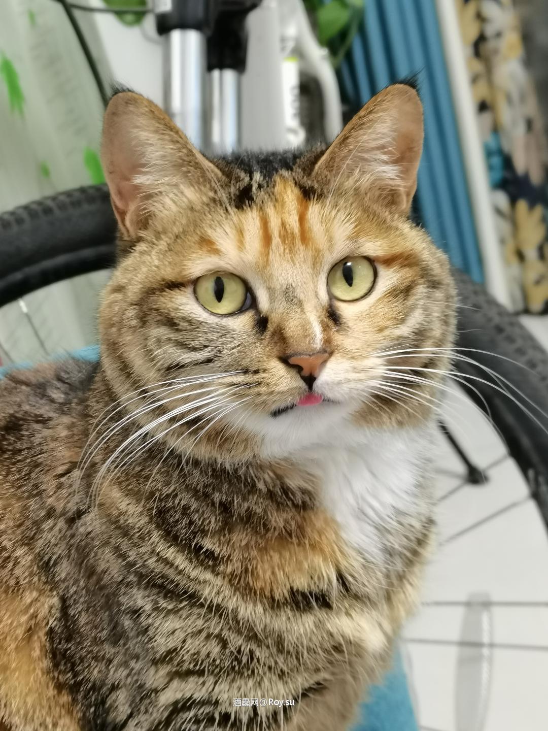 闲聊一下多纳21年