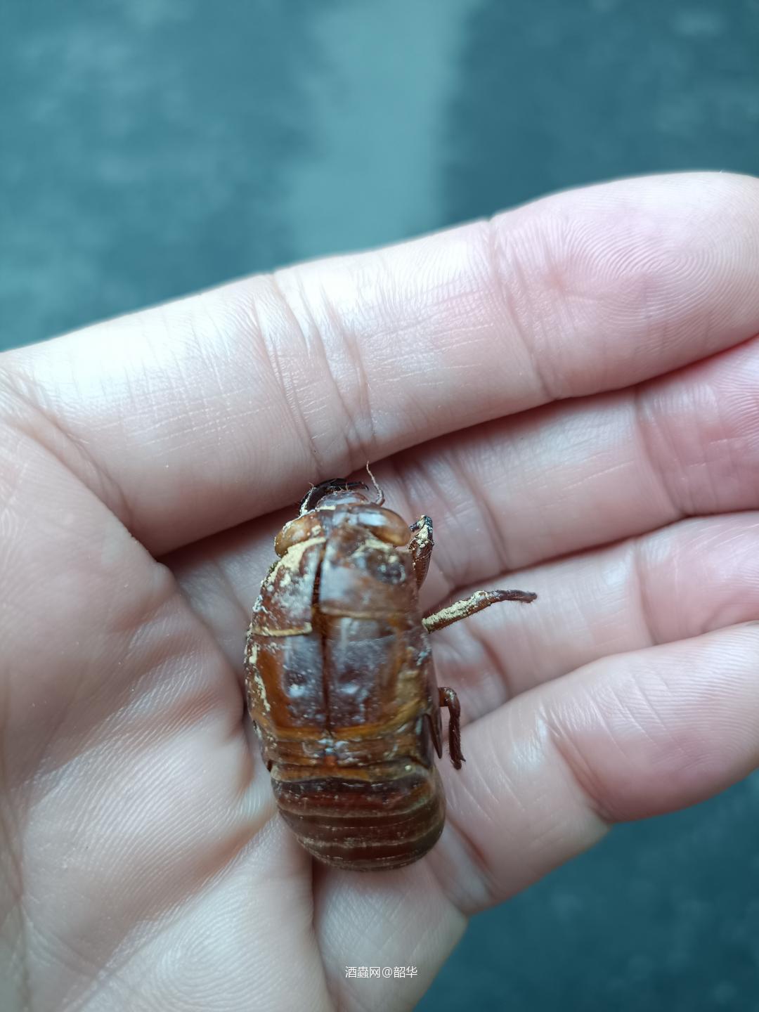 星期六无节目（粤语）