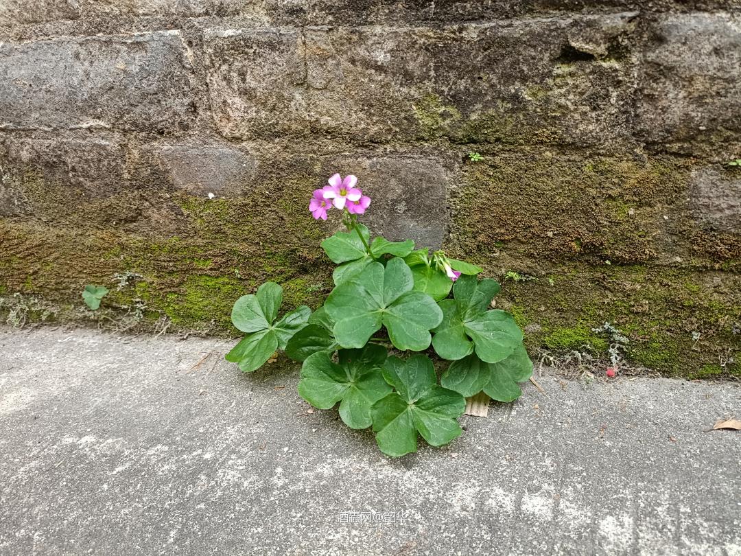 星期六无节目（粤语）