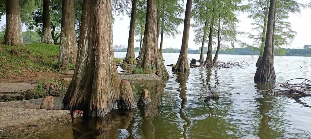 莫许杯深琥珀浓，未成沉醉意先融！
