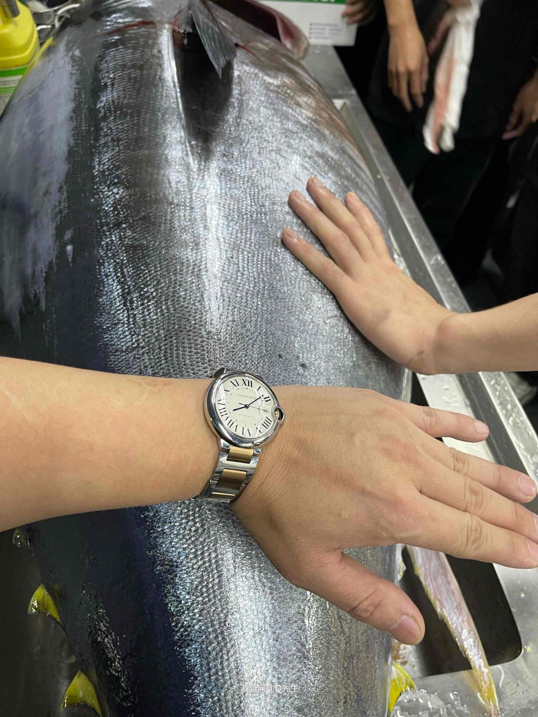 金枪鱼自由是没问题的！酒喝到怕！