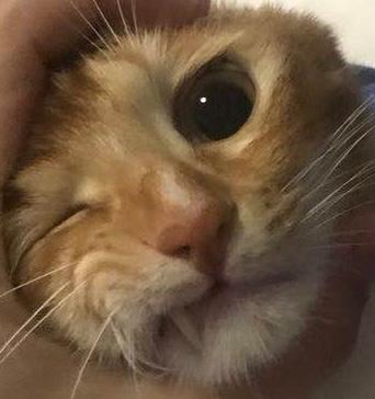 Category:Single malt whiskyDi…