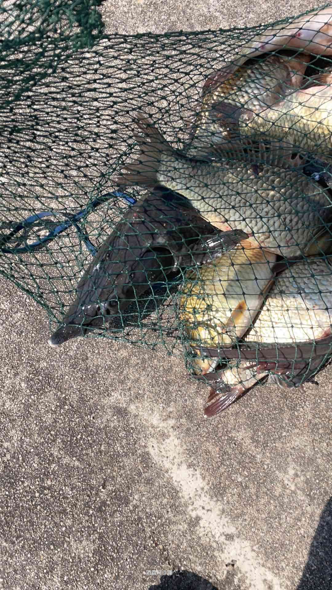 钓了几个下酒菜