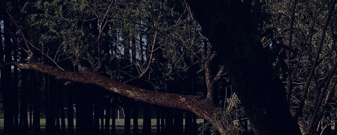 ⚪️ 檀香 白桃 浅浅的单宁木质感 品味中 略带酸辣的回忆 肆无忌惮的年轻时 野战中身体里蓬勃的生命力