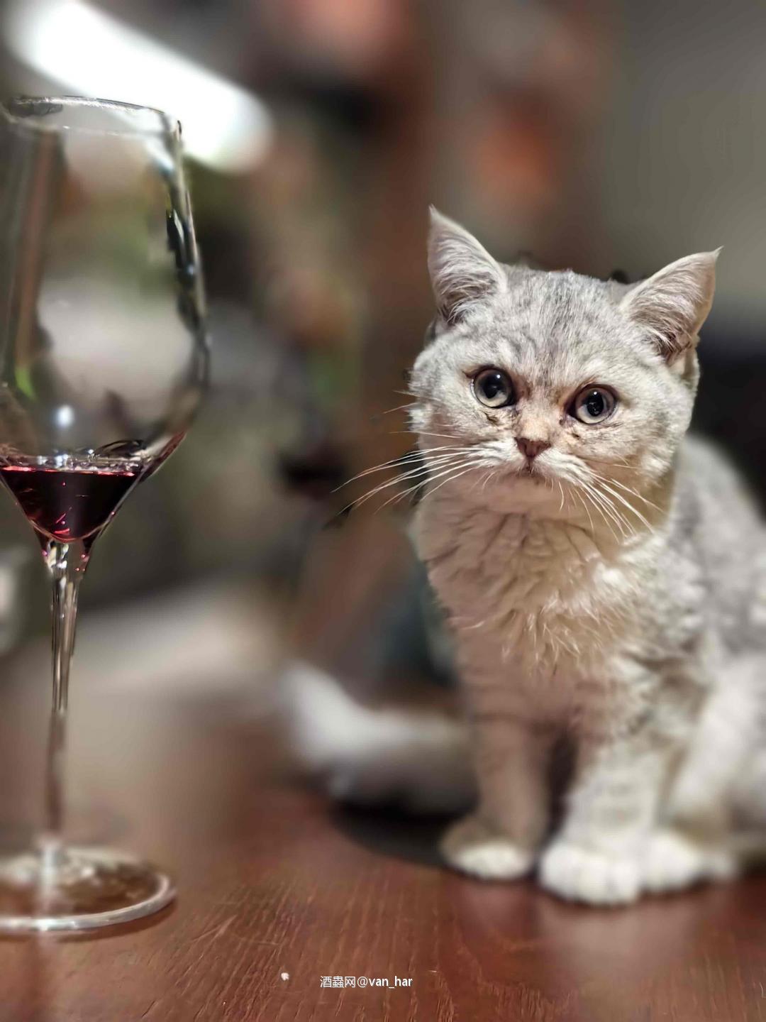 猫与酒