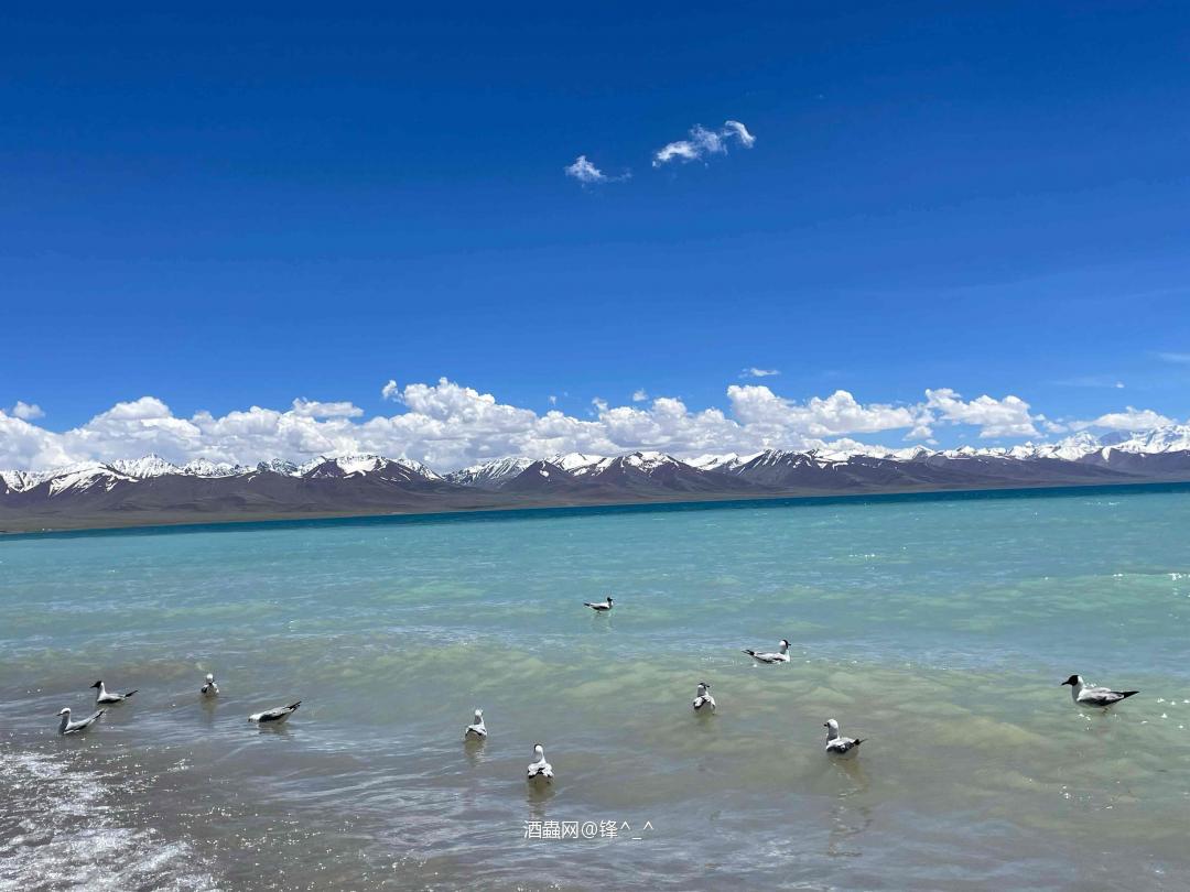 想念那边的海鸥