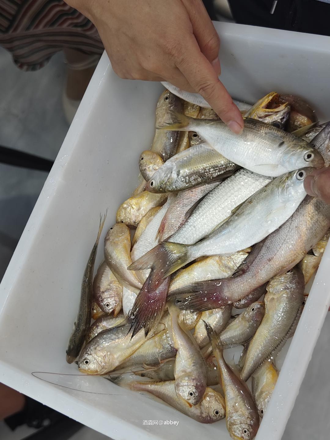 今日赶海的收获