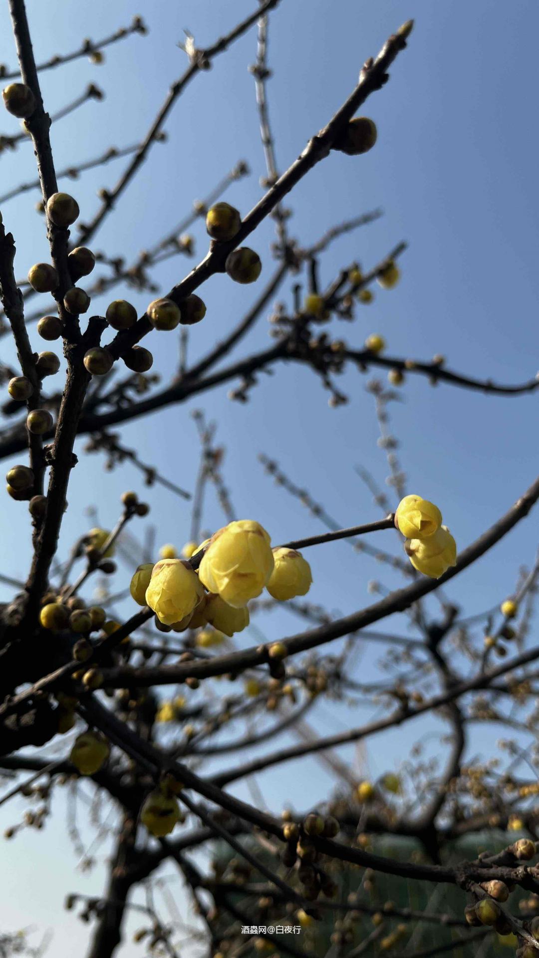 好喝的曹丽娜也要清瓶啦