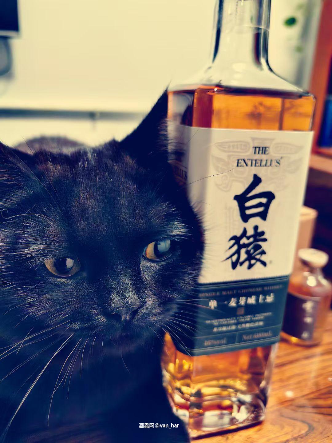 黑🐈‍⬛白🐒