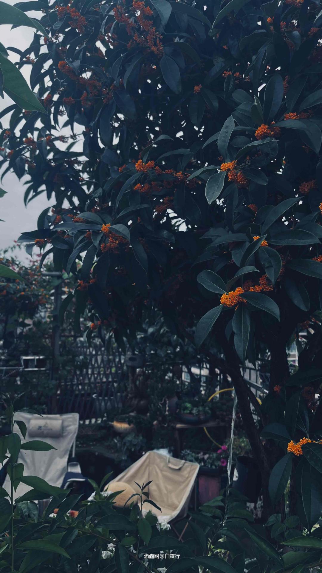 阵阵风凉 幽幽花香