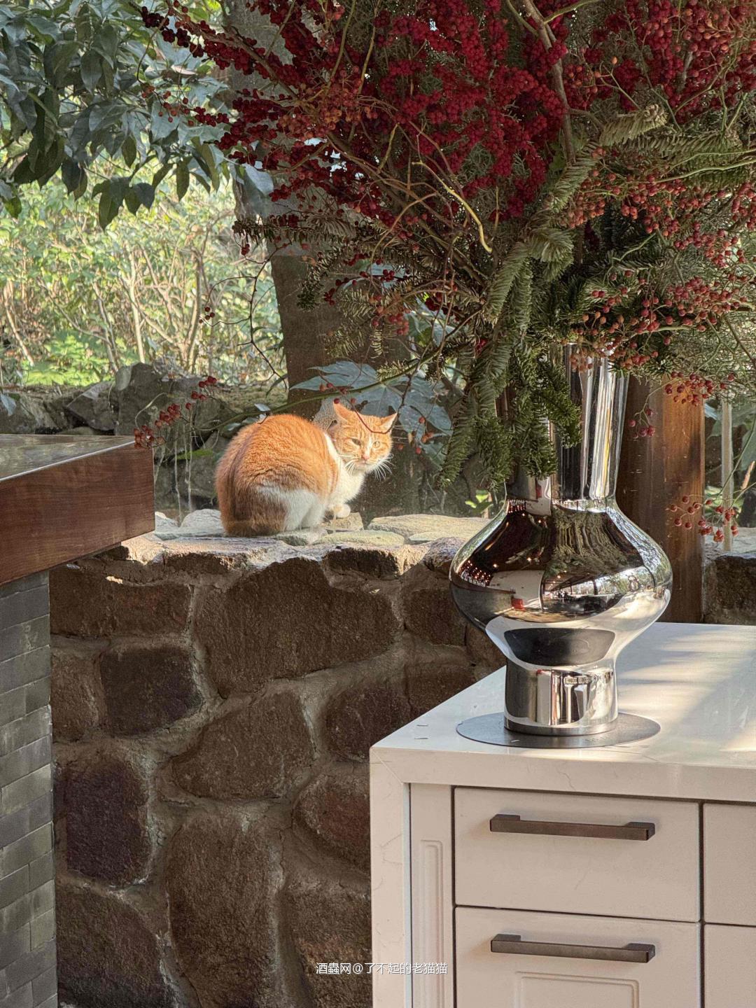 餐厅的猫和餐厅的酒