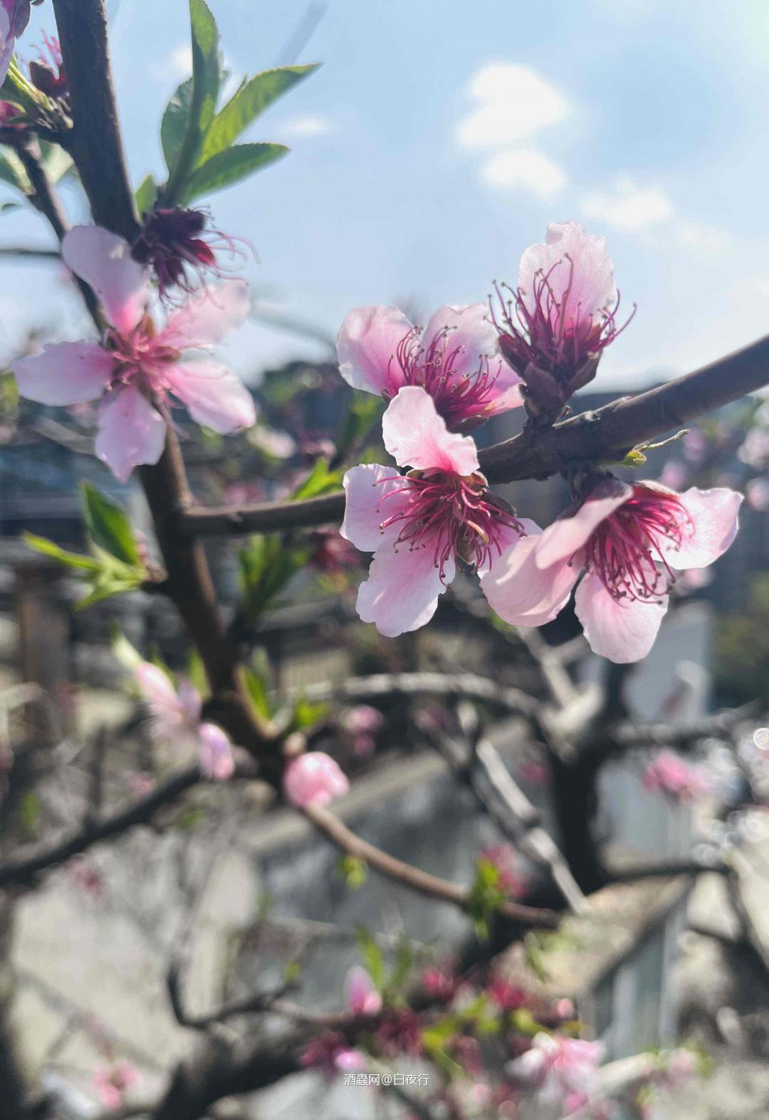 桃影摇杯 琥珀映红