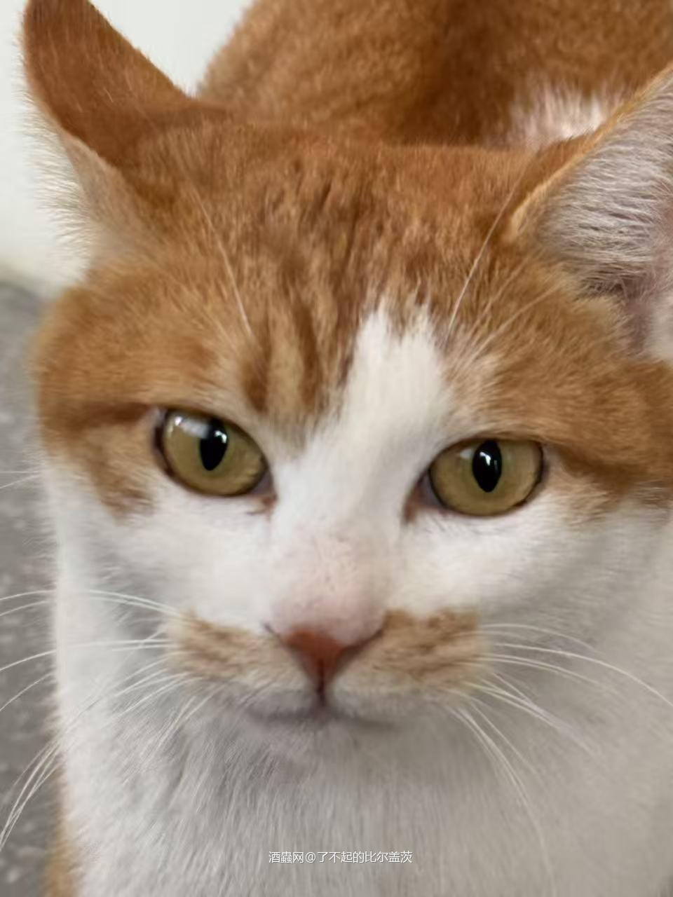 小猫是好的