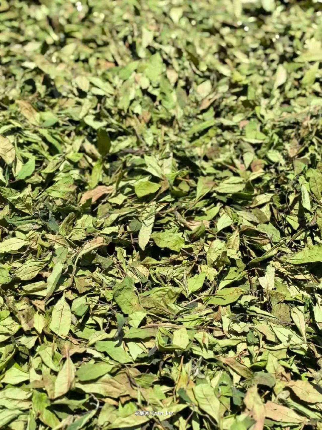 荒野寿眉