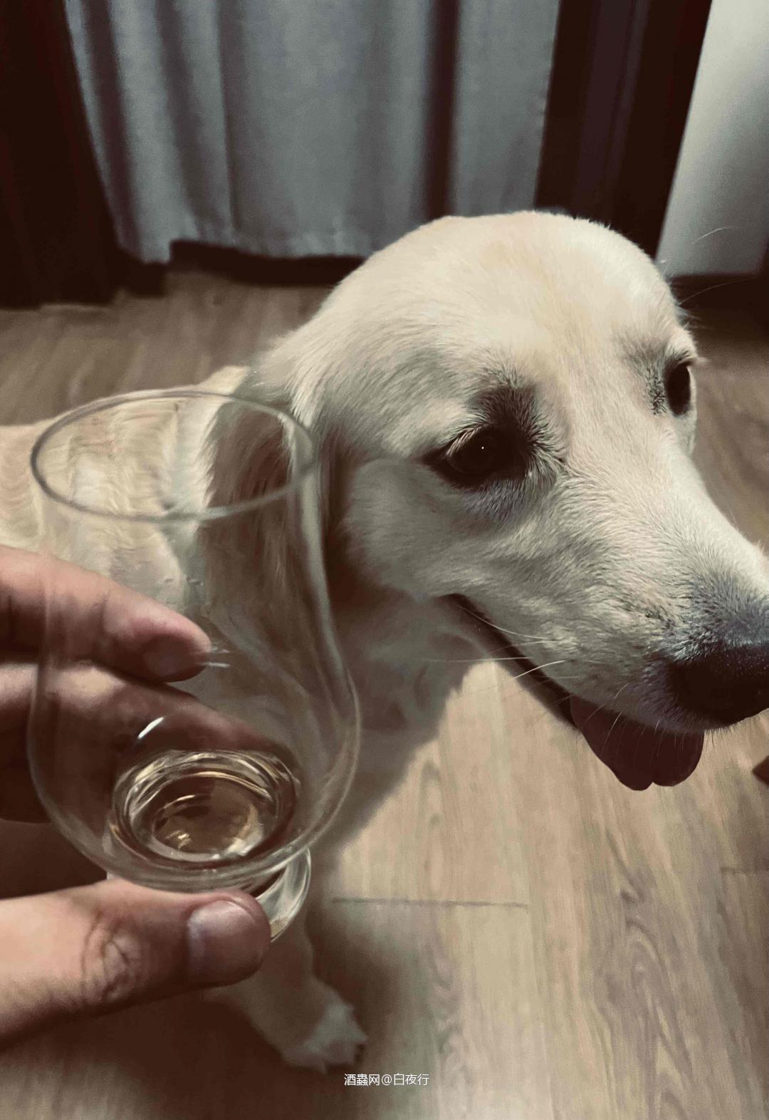 酒搭子